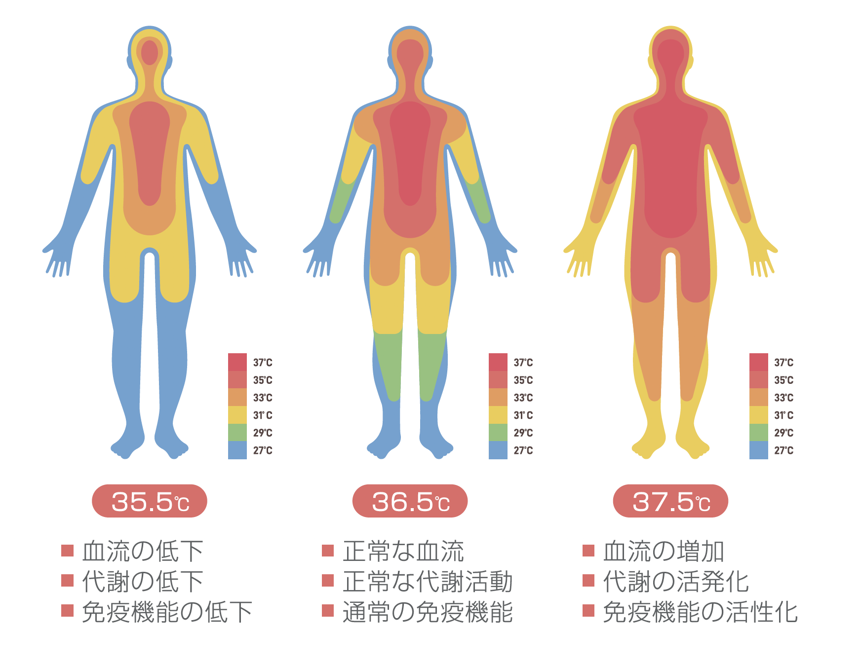 体温と身体の働きの関係